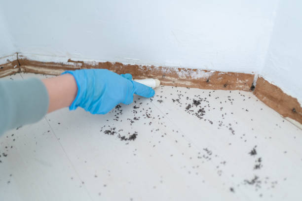 Best Wasp Removal Services  in South Eliot, ME